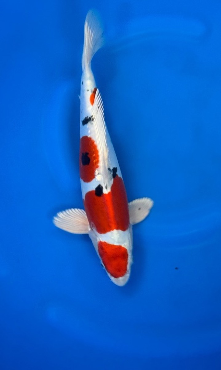 Koi picture