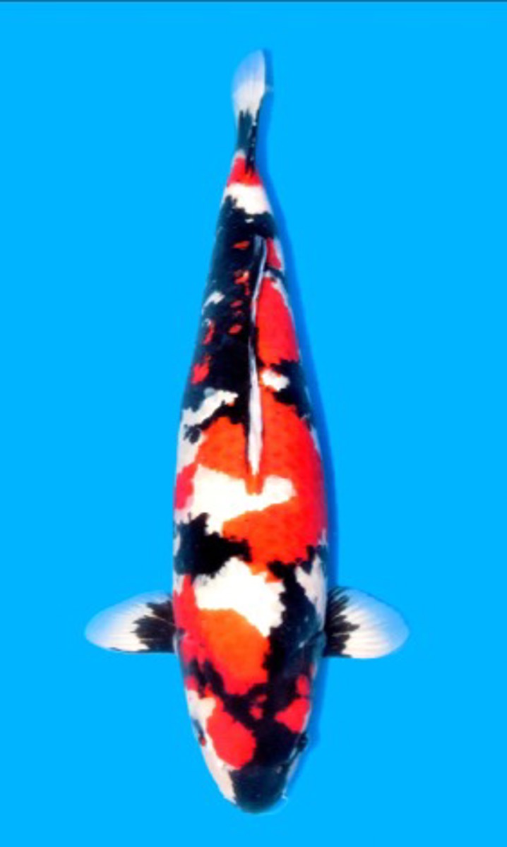 Koi picture